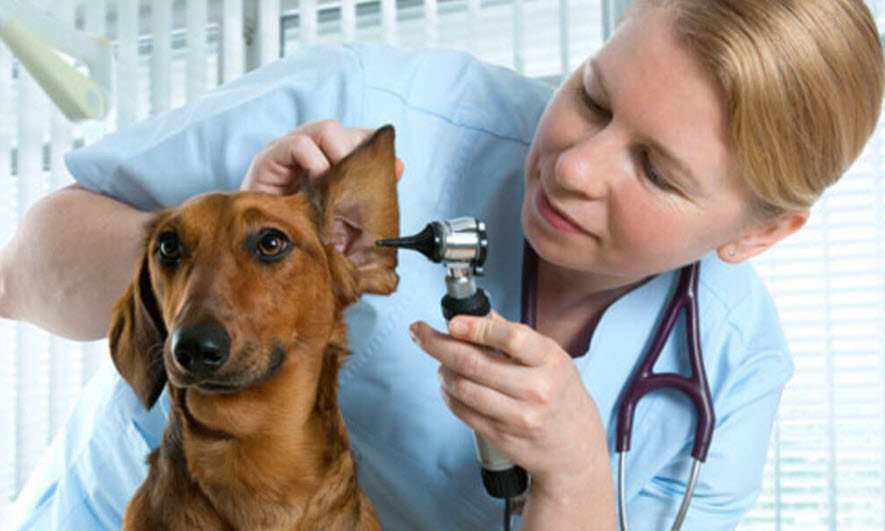 small business owner protected by Veterinarian Insurance