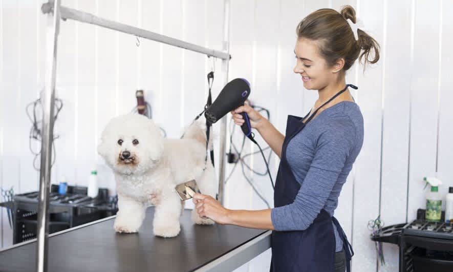 pet grooming insurance