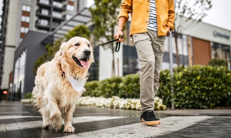 Dog Walking Insurance