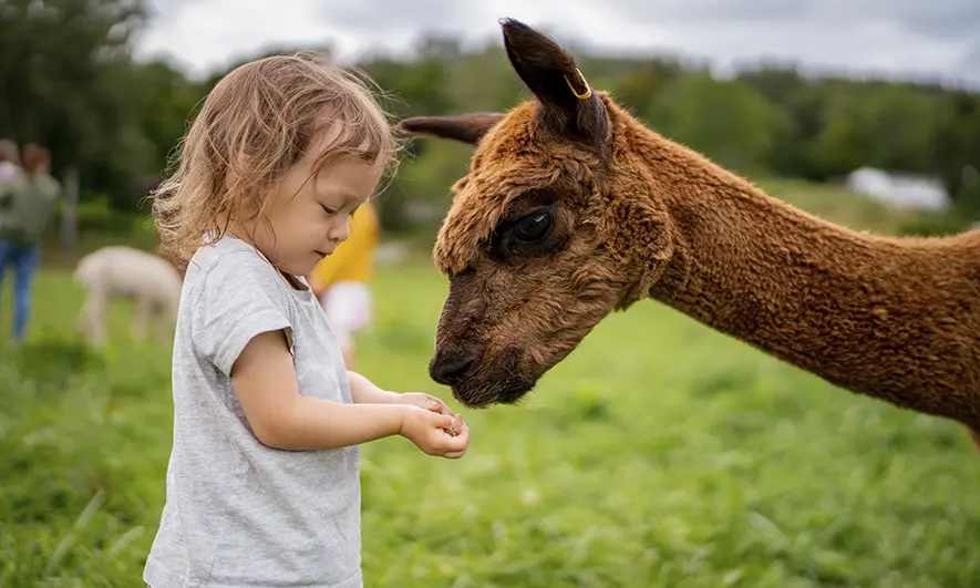business protected by petting zoo insurance