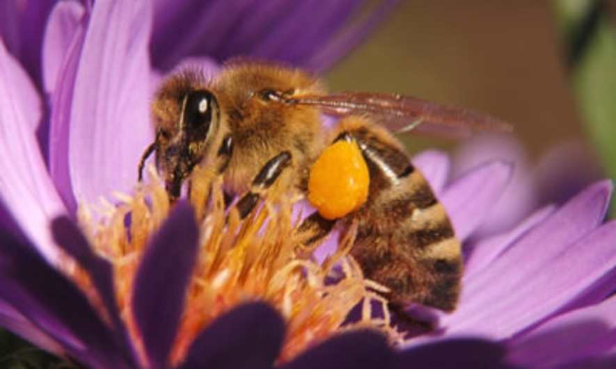 Bee-friendly garden