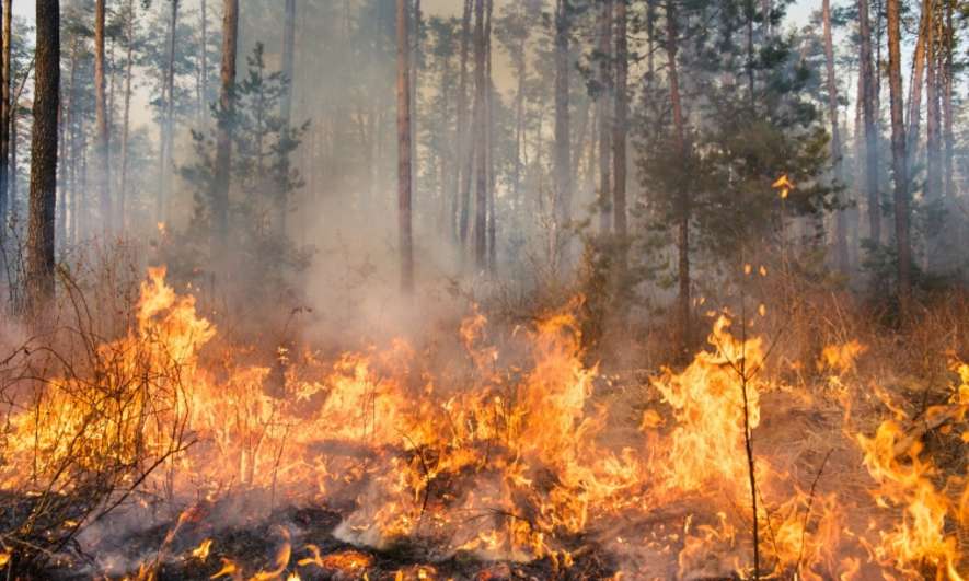 What to Do Immediately After a Wildfire