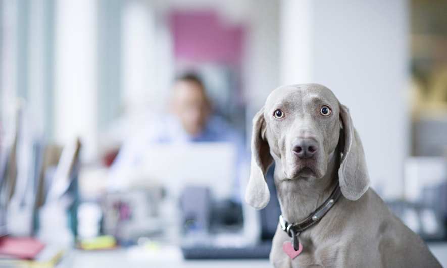 5 Free Perks Employees Will Love