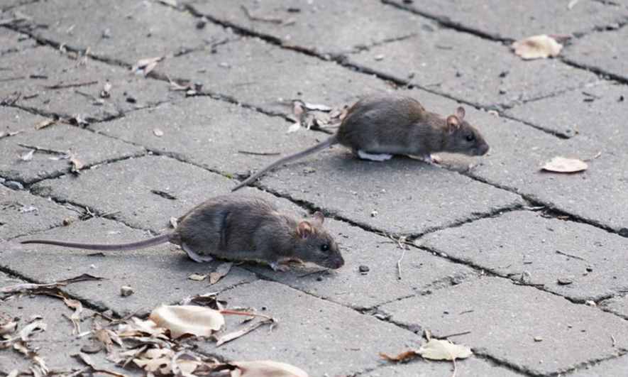 Mice scurry along the ground