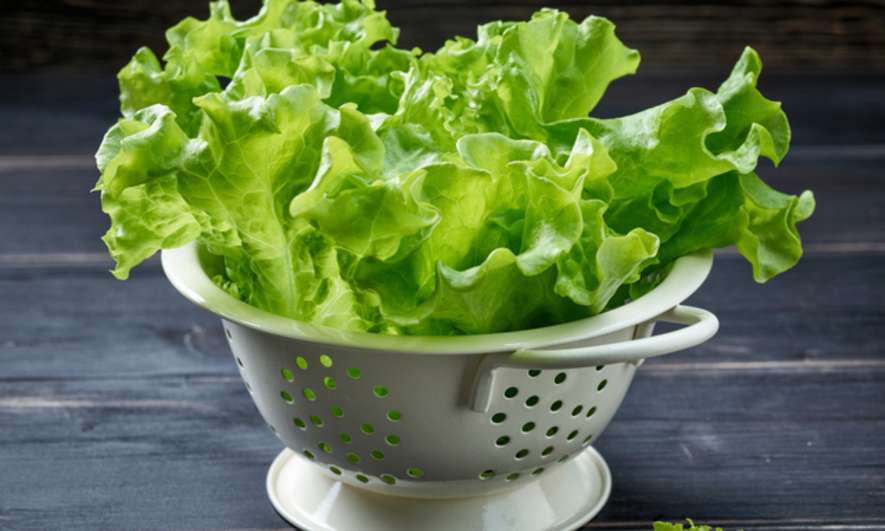 Green Lettuce