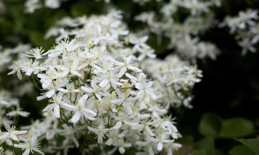 White flowering plant