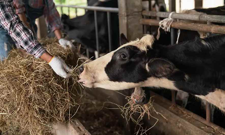 small business owner protected by dairy insurance