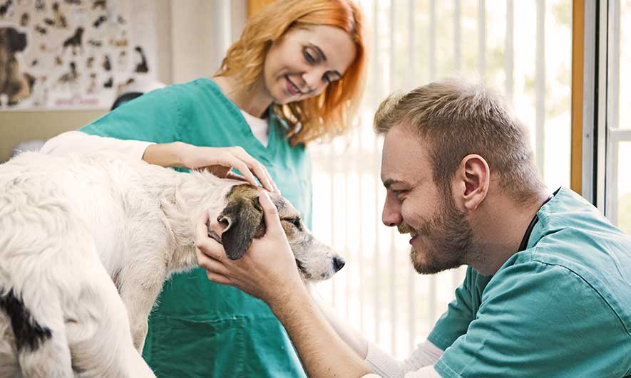 Some Known Facts About Avma Life: Trusted Veterinary Life & Disability Insurance. thumbnail
