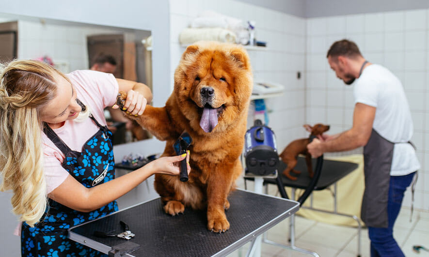 dog grooming insurance