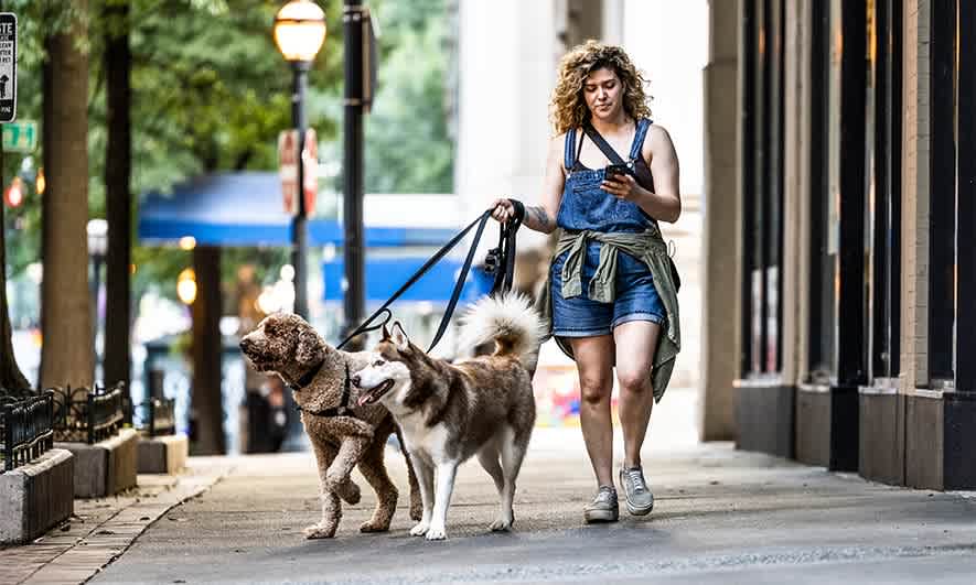 dog walking insurance cost