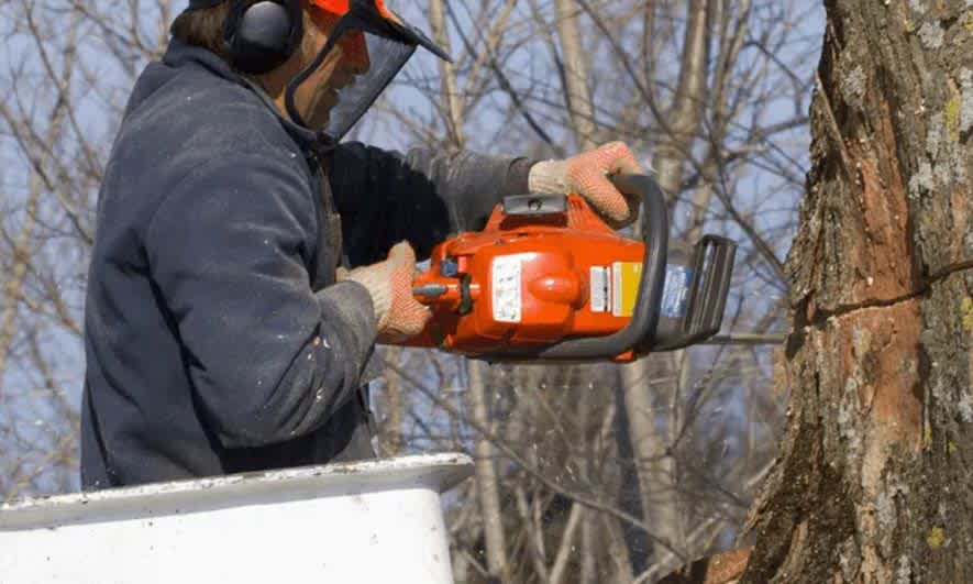 Tree trimming insurance