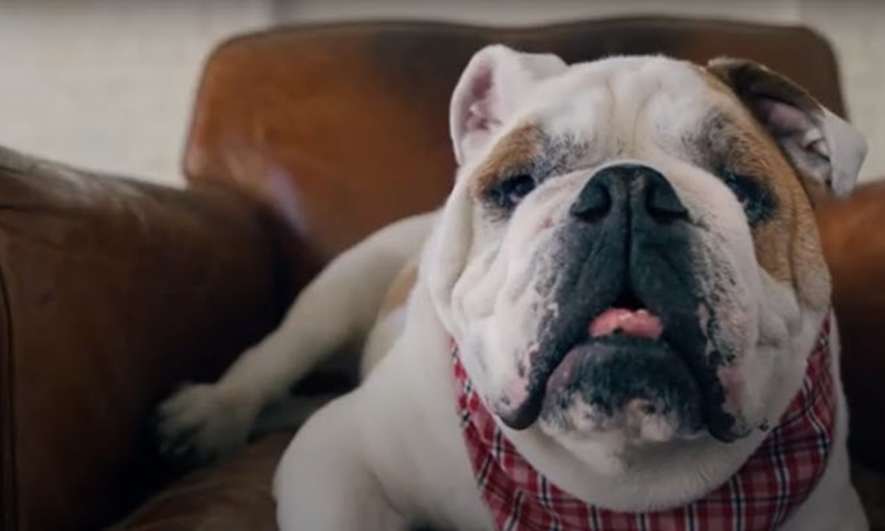 Pets explaining more about Fetch pet insurance for AARP members