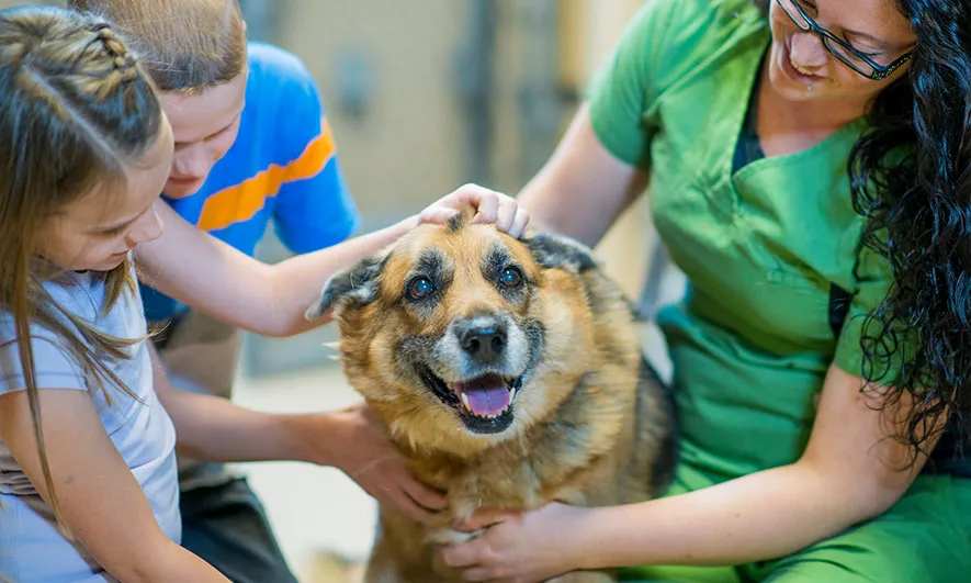 business owner protected by insurance for dog boarding business