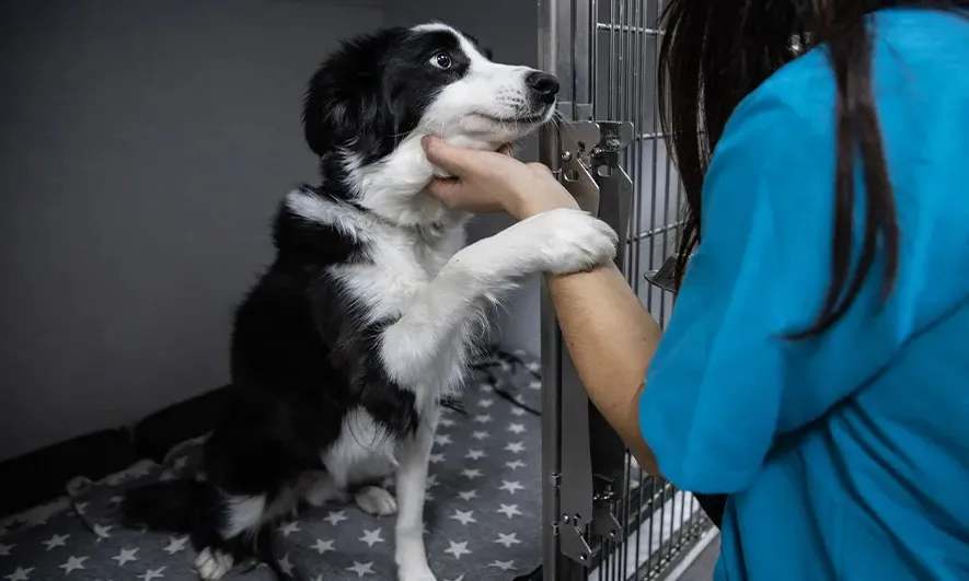 business owner protected by Insurance for Pet Businesses