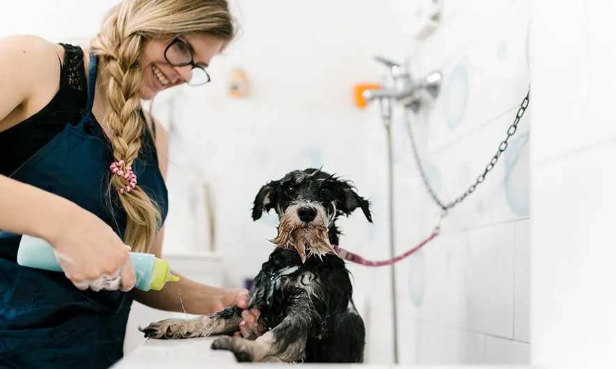 small business protected by Pet Care Insurance