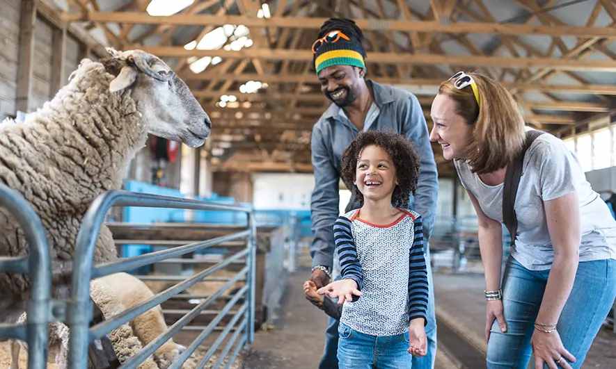 business protected by petting farm insurance