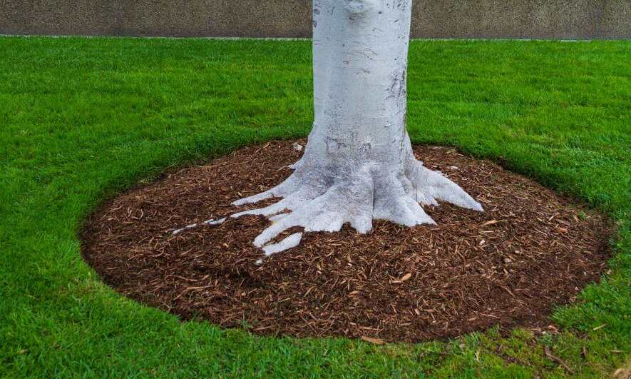 The root ball of a tree, surrounded by mulch