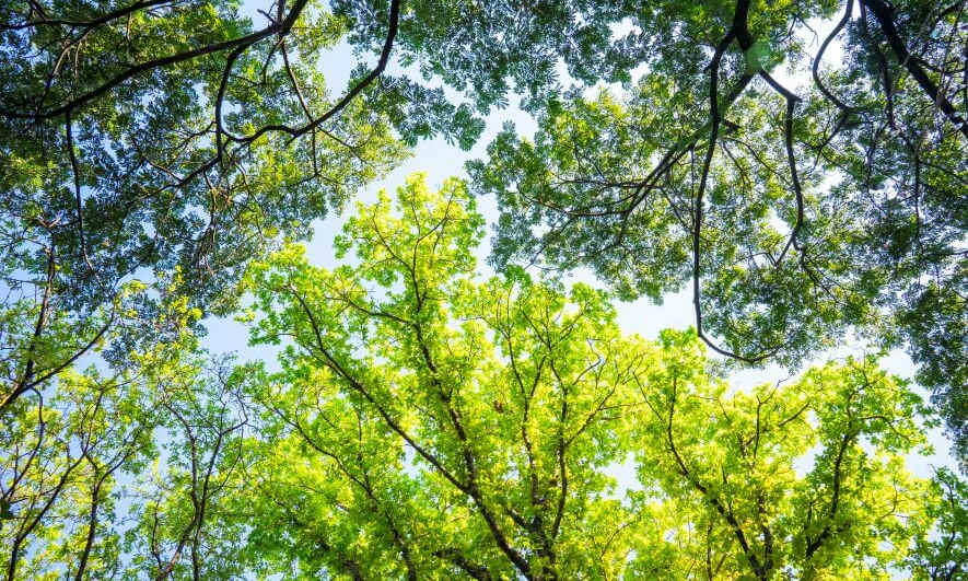 Looking up at a lush green tree canopy