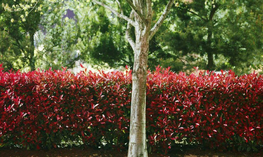 A medium-sized tree trunk